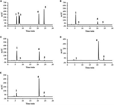 Phytochemical properties and health benefits of pregelatinized Tartary buckwheat flour under different extrusion conditions